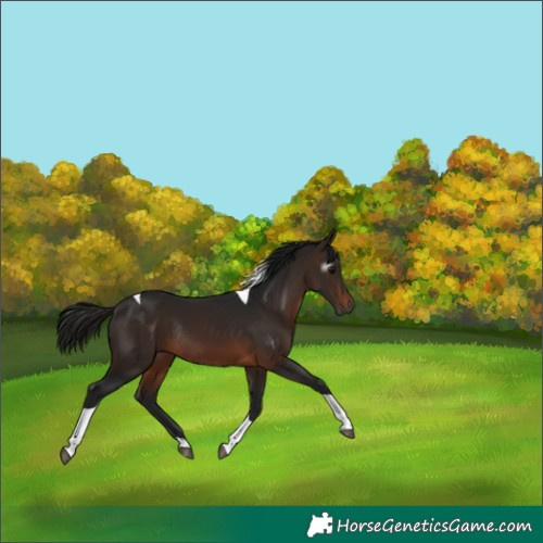 Horse Color:Gray Bay Tobiano Rabicano 