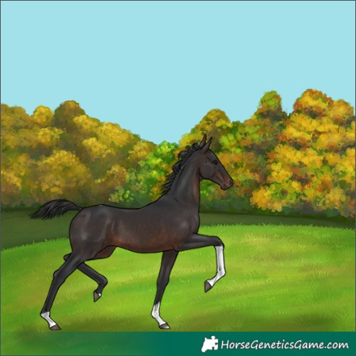 Horse Color:Brown Tobiano Rabicano 