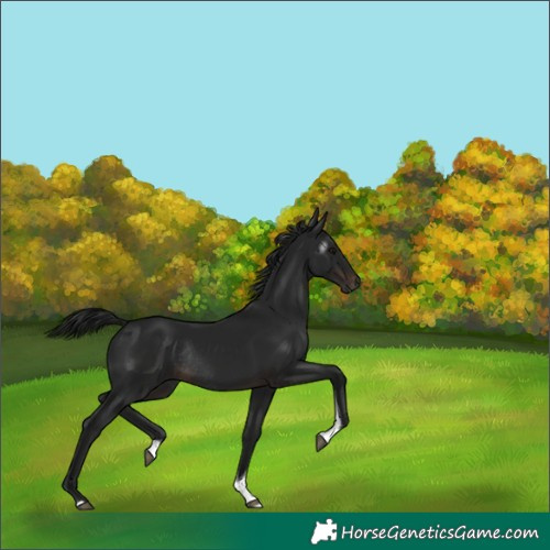 Horse Color:Gray Brown Tobiano Rabicano 