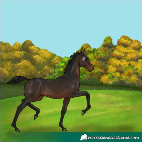Horse Color:Gray White Spotted Bay Rabicano 