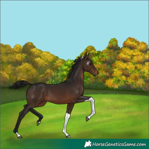 Horse Color:Gray Bay Tobiano Rabicano 