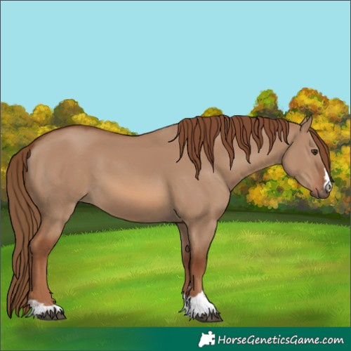 Horse Color:Red Dun 