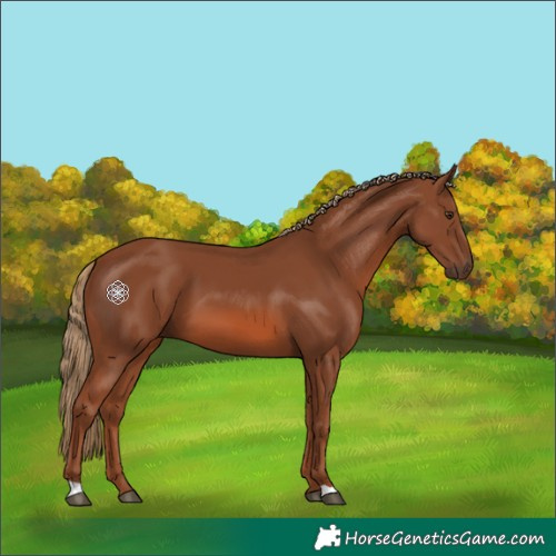 Horse Color:Chestnut 