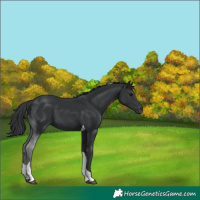 Horse Color:Black Tobiano 