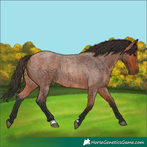 Horse Color:Bay Roan 