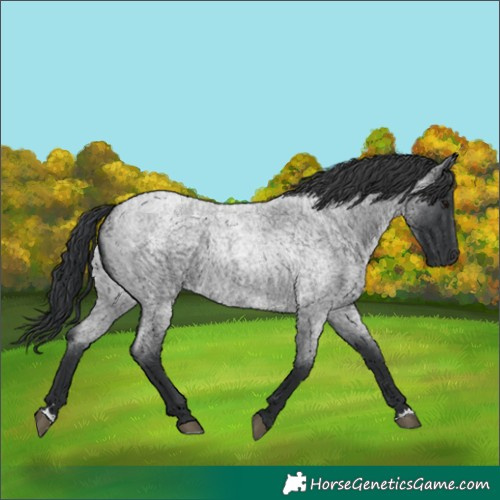 Horse Color:Blue Roan 