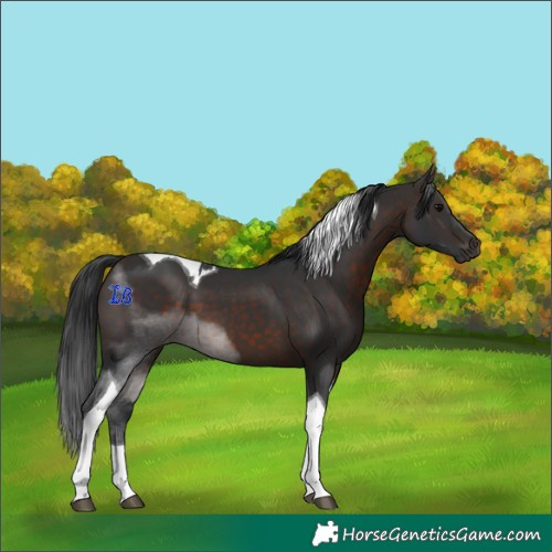 Horse Color:Brown Tobiano 