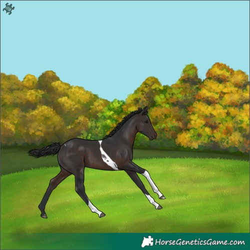 Horse Color:Brown Tobiano 