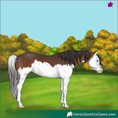Horse Color:Brown Splash 
