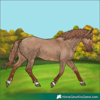 Horse Color:Red Dun 