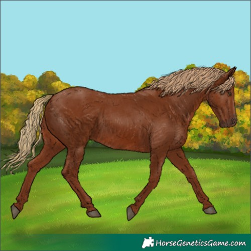 Horse Color:Chestnut 