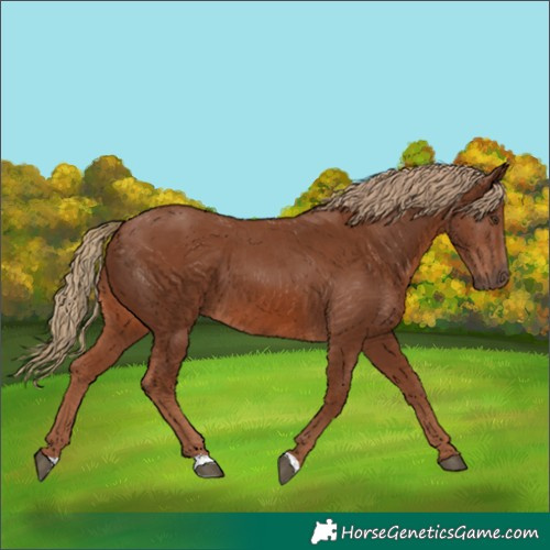 Horse Color:Chestnut 