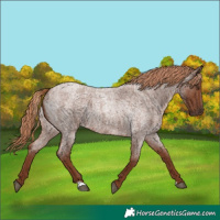 Horse Color:Red Roan 
