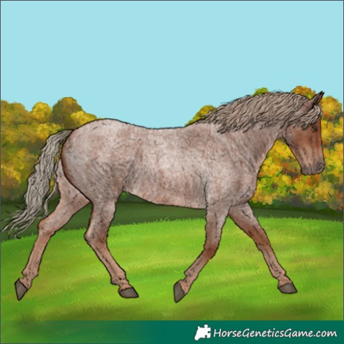 Horse Color:Red Roan 