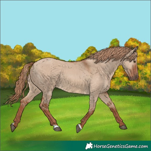 Horse Color:Red Dun 
