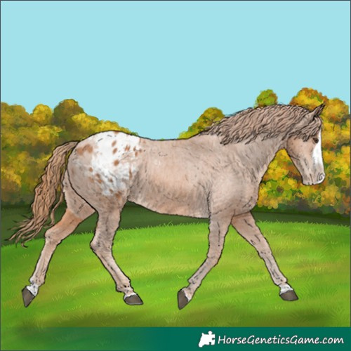Horse Color:Chestnut Splash Appaloosa 