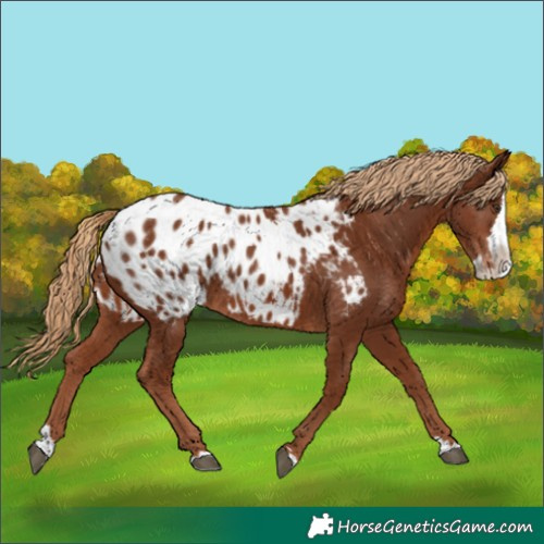 Horse Color:Chestnut Splash Blanket 