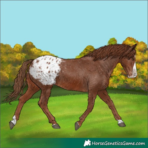 Horse Color:Chestnut Splash Blanket 