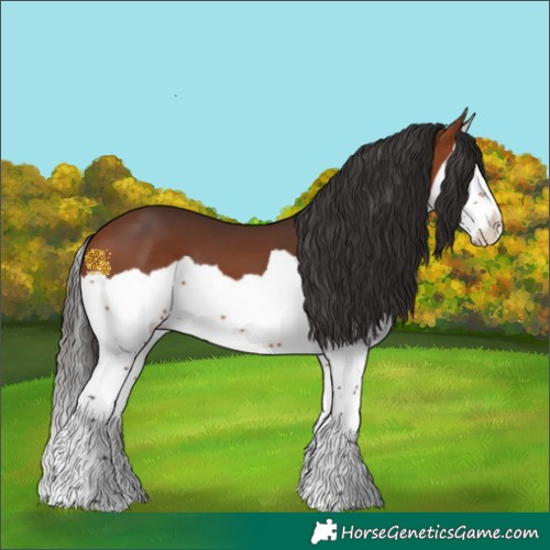 Horse Color:Bay Splash 