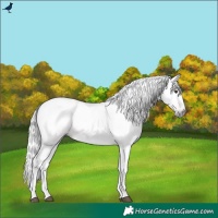 Horse Color:Gray Chestnut Tobiano Rabicano