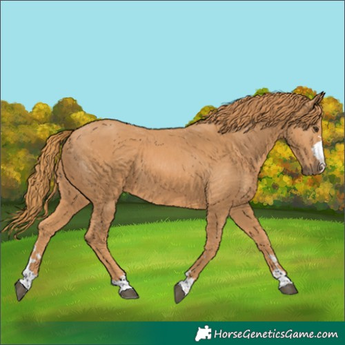 Horse Color:Chestnut 