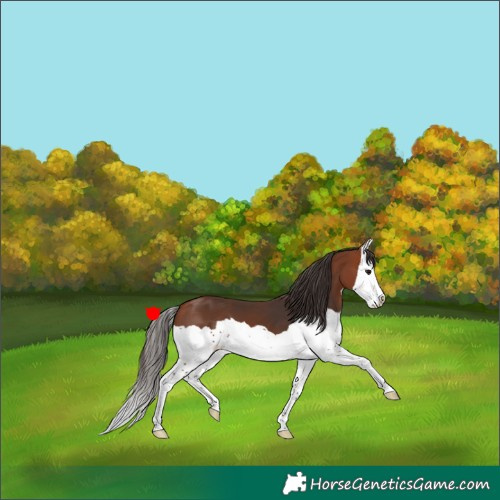 Horse Color:Bay Splash 