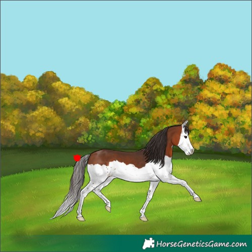 Horse Color:Bay Splash