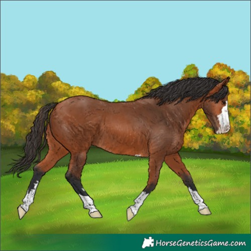 Horse Color:Bay 