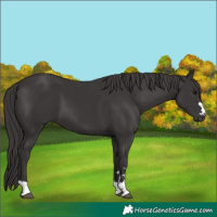 Horse Color:Smoky Black 