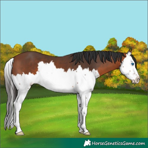 Horse Color:Bay Splash 