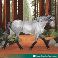 Horse Color:Gray Brown Roan Rabicano