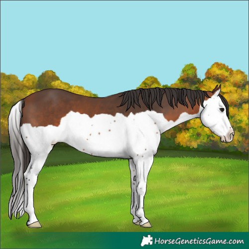 Horse Color:Bay Splash 