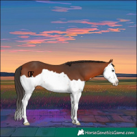 Horse Color:Bay Splash 