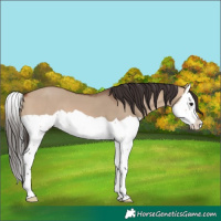 Horse Color:Bay Dun Splash 