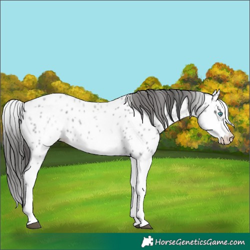 Horse Color:White Spotted Blue Roan Splash Frame Appaloosa 
