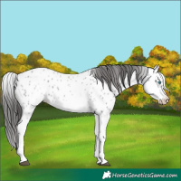 Horse Color:White Spotted Blue Roan Splash Frame Appaloosa 