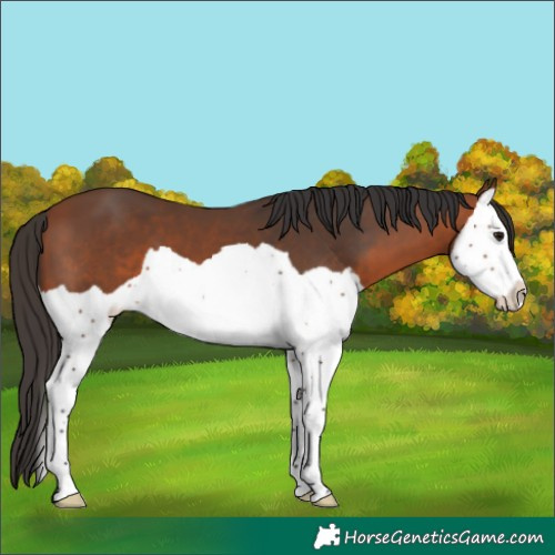 Horse Color:Bay Splash 