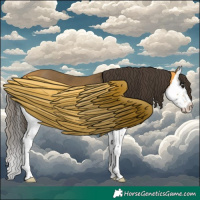 Horse Color:Buckskin Splash