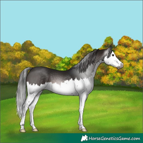 Horse Color:Gray Brown Splash