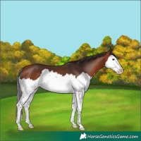 Horse Color:Bay Splash