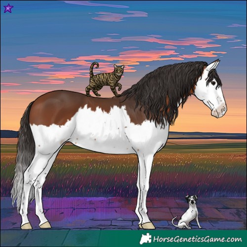 Horse Color:Bay Splash 