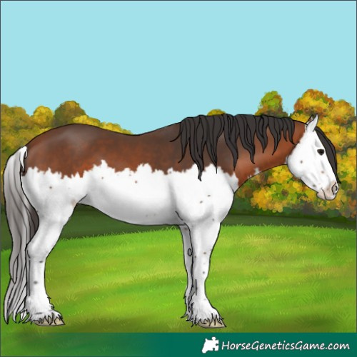 Horse Color:Bay Splash