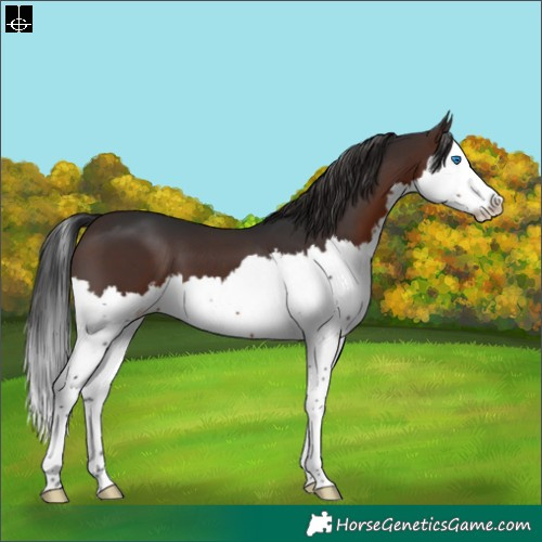 Horse Color:Brown Splash 