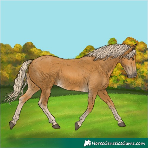 Horse Color:Palomino 