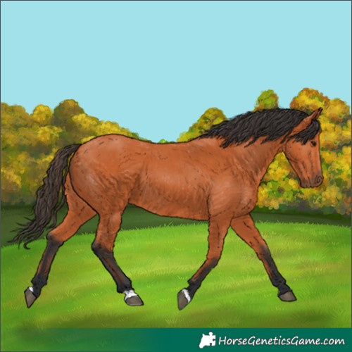 Horse Color:Bay 