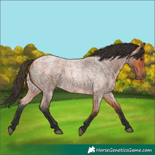 Horse Color:Bay Roan 