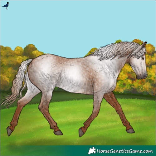 Horse Color:Gray Chestnut 