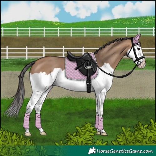 Horse Color:Bay Dun Splash 