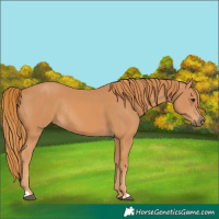 Horse Color:Chestnut Rabicano 