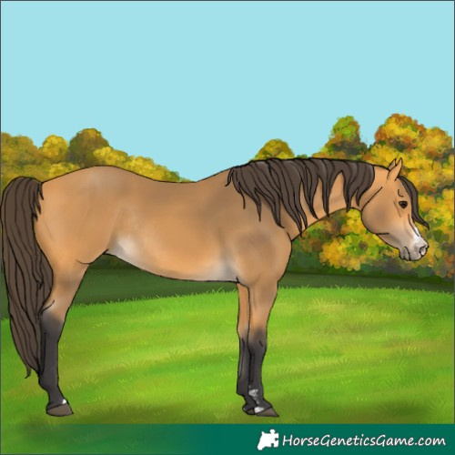 Horse Color:Buckskin Sabino Rabicano 